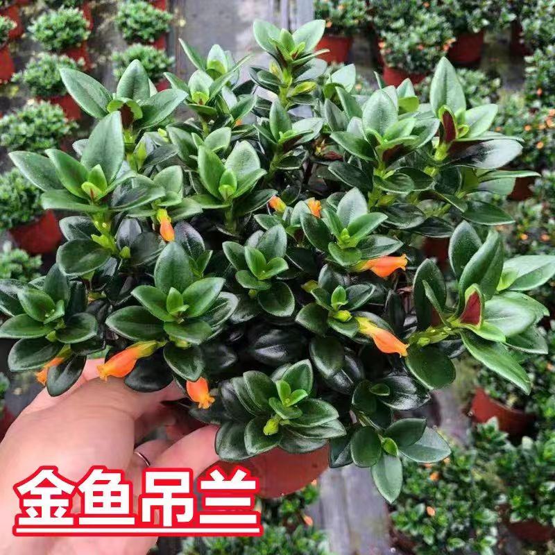 室内花卉盆栽绿植带盆载好金鱼花吊兰小盆栽原净化空气吸甲醛包邮
