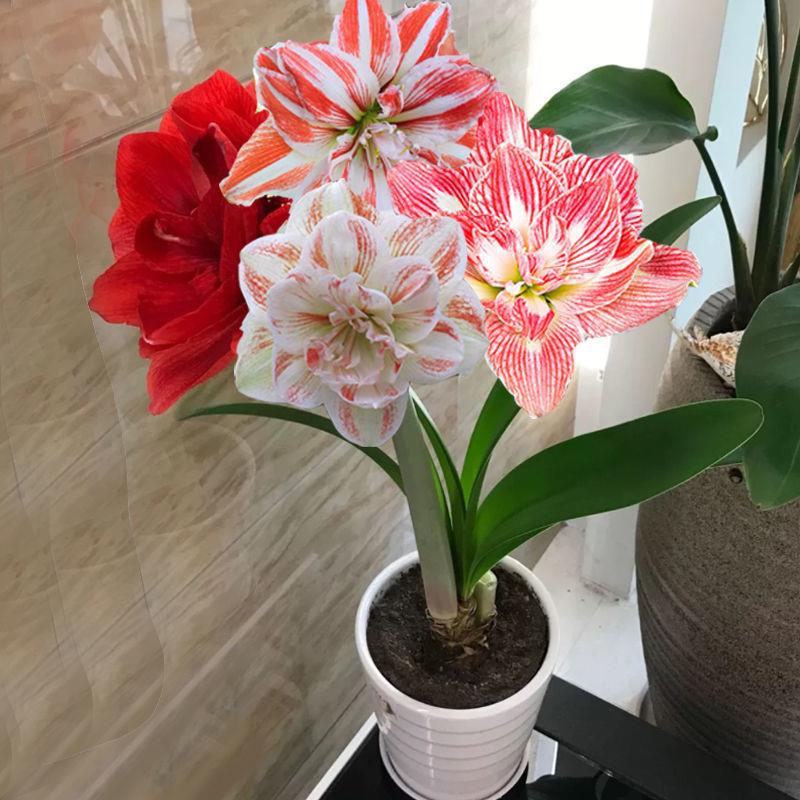 【买二送重瓣荷兰一】朱顶红种球大球室内花盆栽花卉阳台植物球根