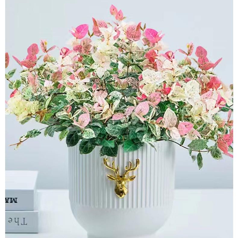 花叶络石五彩四季盆栽叶花卉办公室垂吊绿植垂丝彩虹吊兰室内植物