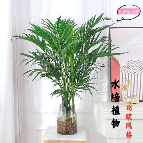 水培植物凤尾富贵椰子竹室内好养富贵竹净化空气散尾葵盆栽吸甲醛