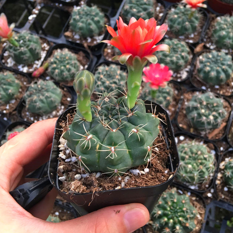 仙人球 绯花玉桌面 绿植盆栽阳台开花植物净化空气吸甲醛防辐射