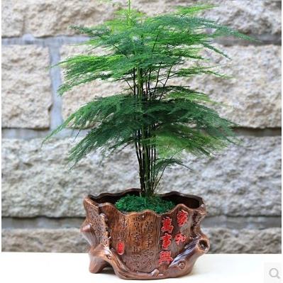 绿植盆栽大办公室文竹内客厅花卉发财树绿萝植物盆景花草