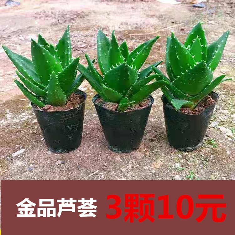 【3颗1金品芦元】0荟万重山不夜城芦荟多肉植物室内盆栽植物花卉