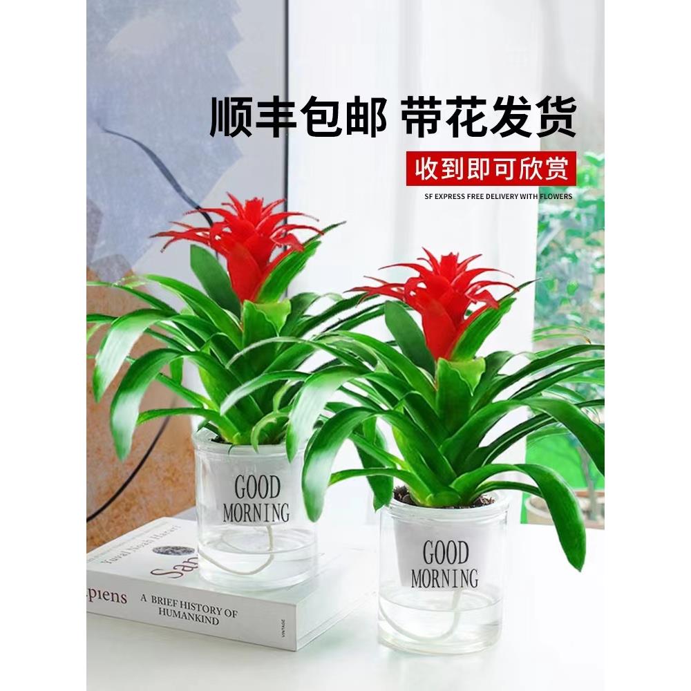 鸿运当头水培绿植盆栽物室内花卉客厅鲜花凤梨好养活红掌四季开花