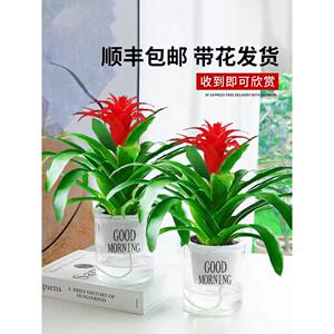 鸿运当头水培绿植盆栽物室内花卉客厅鲜花凤梨好养活红掌四季开花