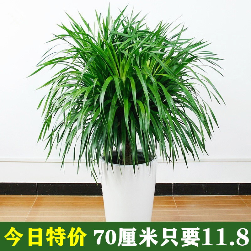 龙须树大多头型龙绿植血树龙铁树发财树室内客厅盆栽花卉植物盆景