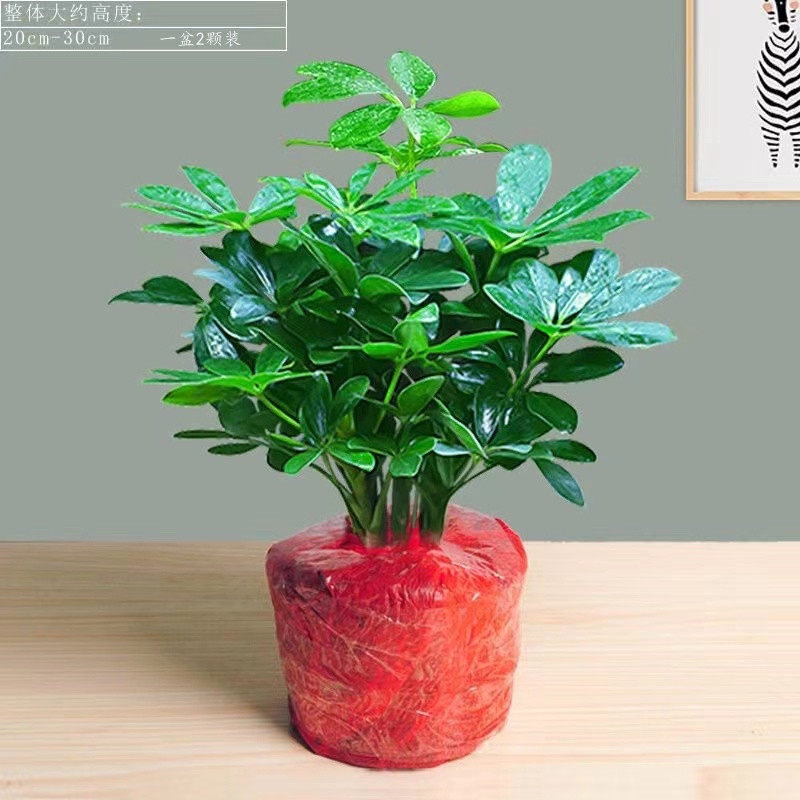 鸭脚木盆植物可水培栽七叶莲老桩室内八方来财树四季绿植花卉好养