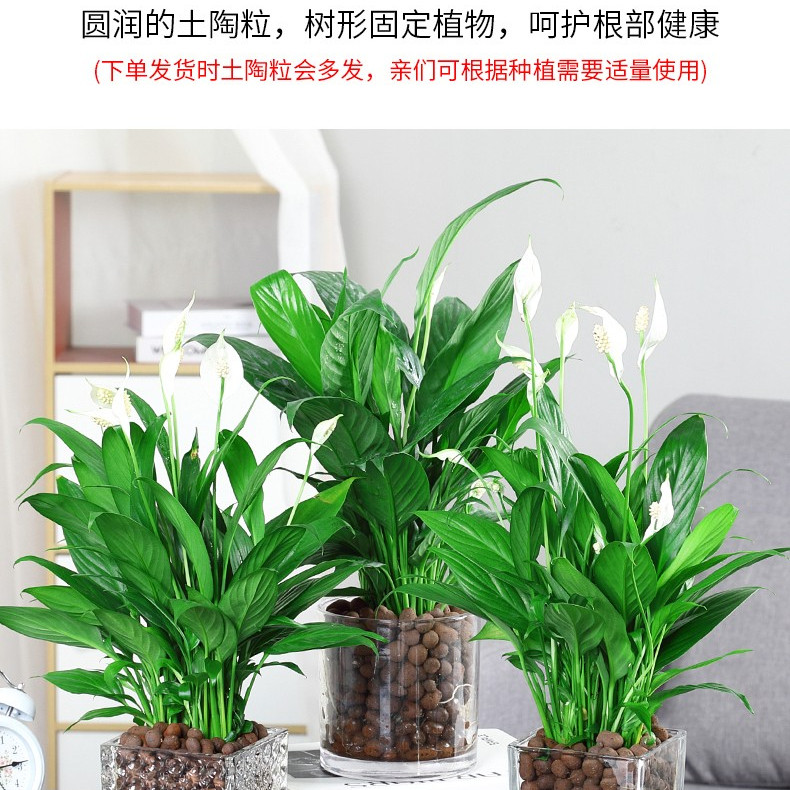 一帆风顺绿萝盆栽白掌花卉植物室内花水培绿植好养发财树吸除甲醛