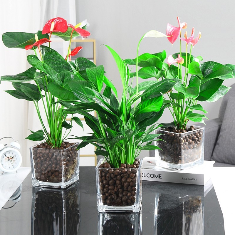 白掌盆栽水培一帆风顺植物室内好养花卉绿植水养红掌粉掌四季开花