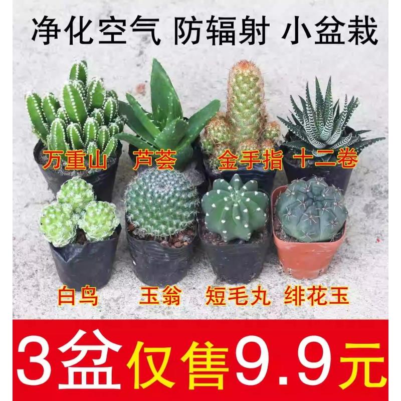 多肉植物盆栽小仙人球仙人指肉肉办公桌面摆件室内仙人掌组合盆栽