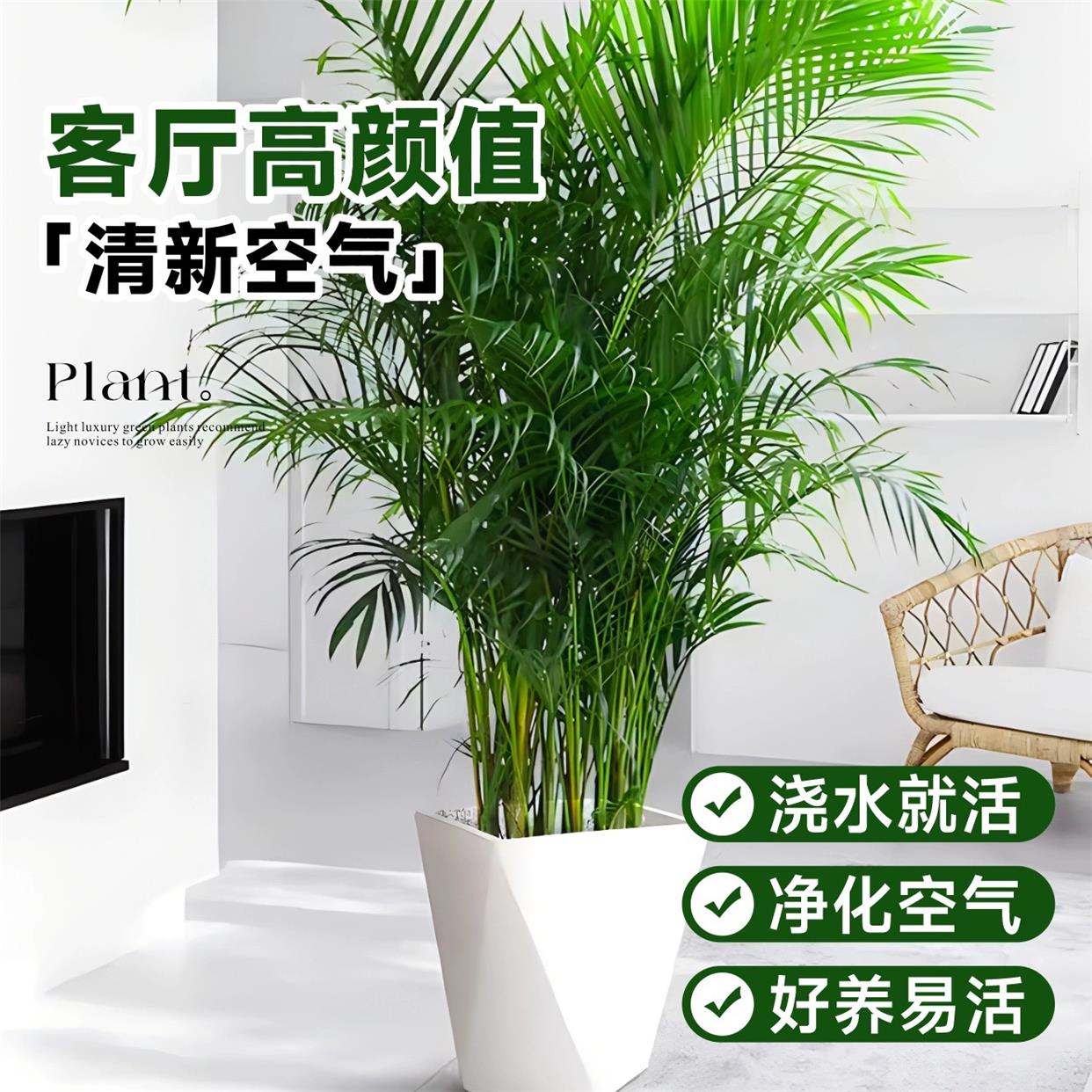 散尾葵植客厅大盆栽物型绿植室内落地办公室凤尾竹子天堂鸟真花卉