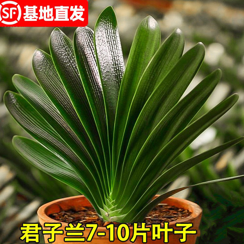 四季君子花苞兰盆栽带老苗大小苗花卉植物室内花绿植好养圆头和尚
