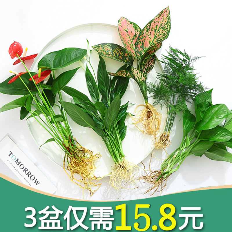 水培植物红花室内吉利卉盆栽绿植九里香水养发财树绿萝富贵竹大全