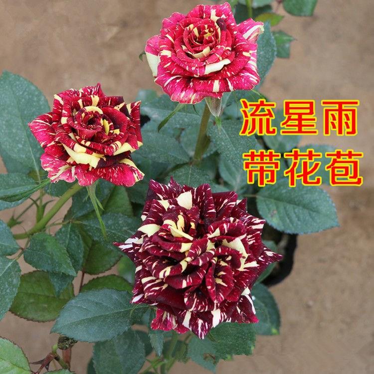 流星雨大玫月季藤本花瑰花苗蔷薇盆栽绿植带花四季开花阳台庭院