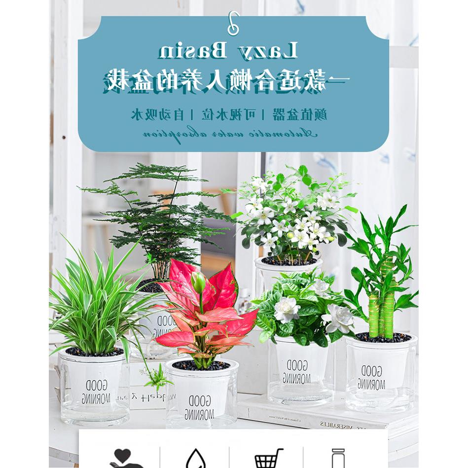 绿萝发财树吊兰花卉盆栽植物室内文竹多肉甲醛水培小绿植好养吸除