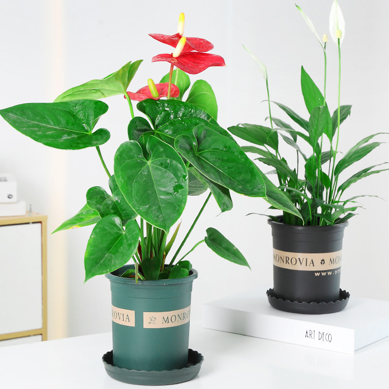 白掌一帆盆栽风顺水培植物办公室内花卉绿植绿萝箩红掌发财树鲜花