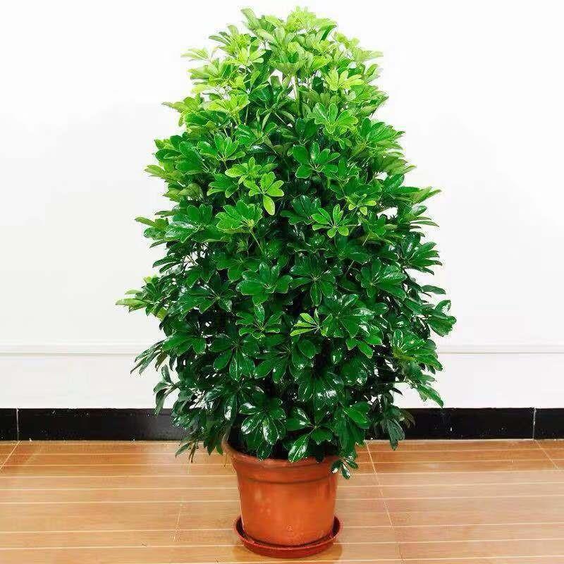 八方来财木鹅掌木鸭脚室内外花卉绿植招财树发财树盆景植物七叶莲