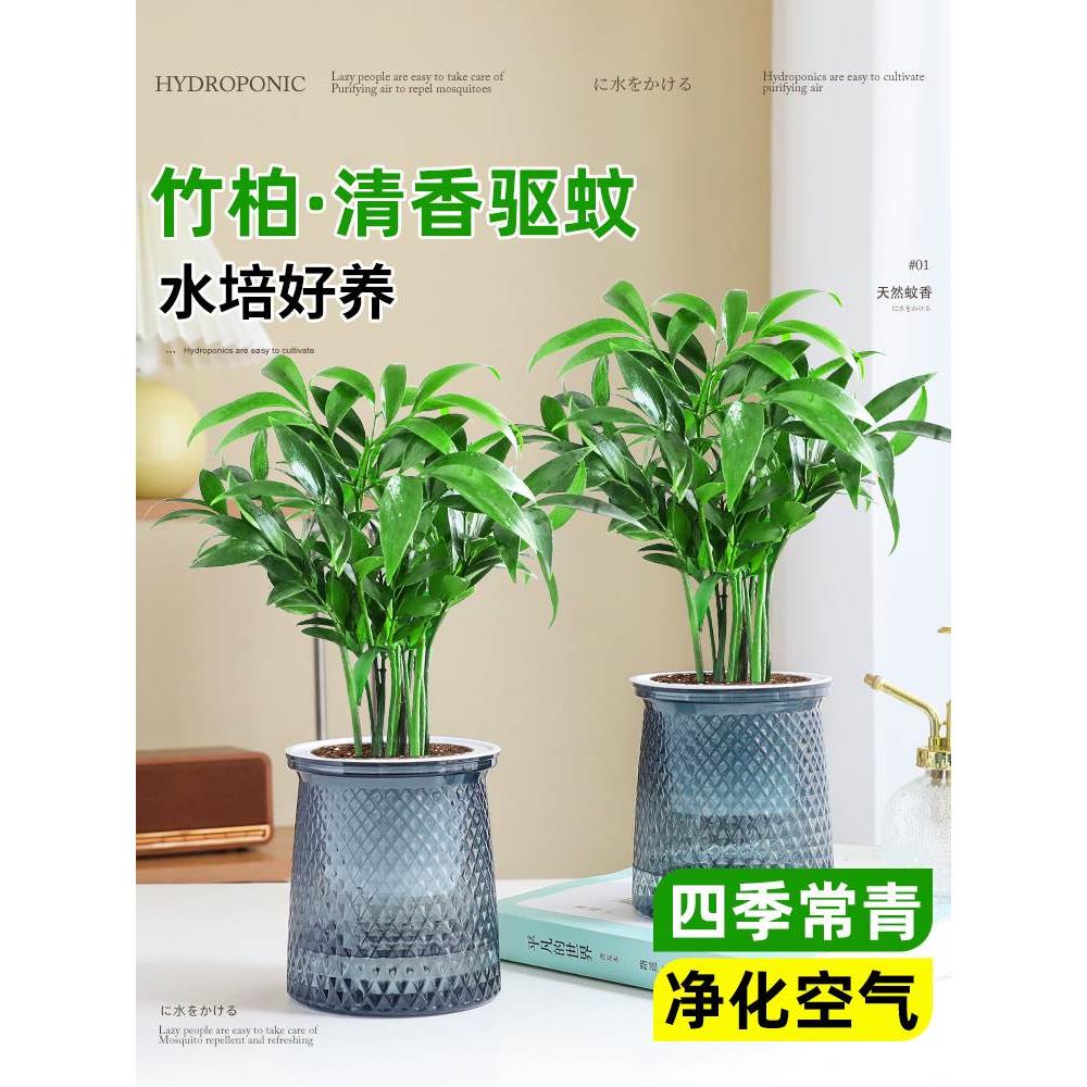 驱蚊竹柏水培室内植物盆栽驱蚊草四季常青桌面上花卉绿植好养易活
