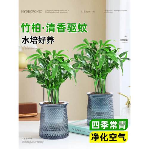 驱蚊竹柏水培室内植物盆栽驱蚊草四季常青桌面上花卉绿植好养易活