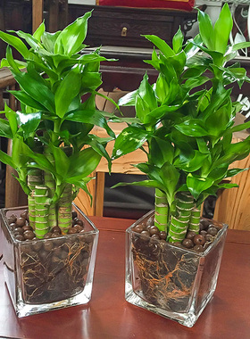 水培带根荷花文昌竹竹盆栽室内花卉好养水养绿植物招财富贵观音竹