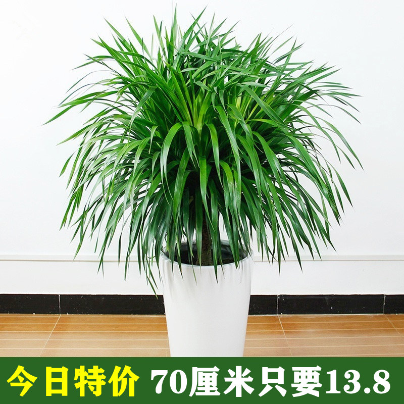 龙须树 龙血树多头 龙铁树室内客厅盆栽花卉植物办公室盆景