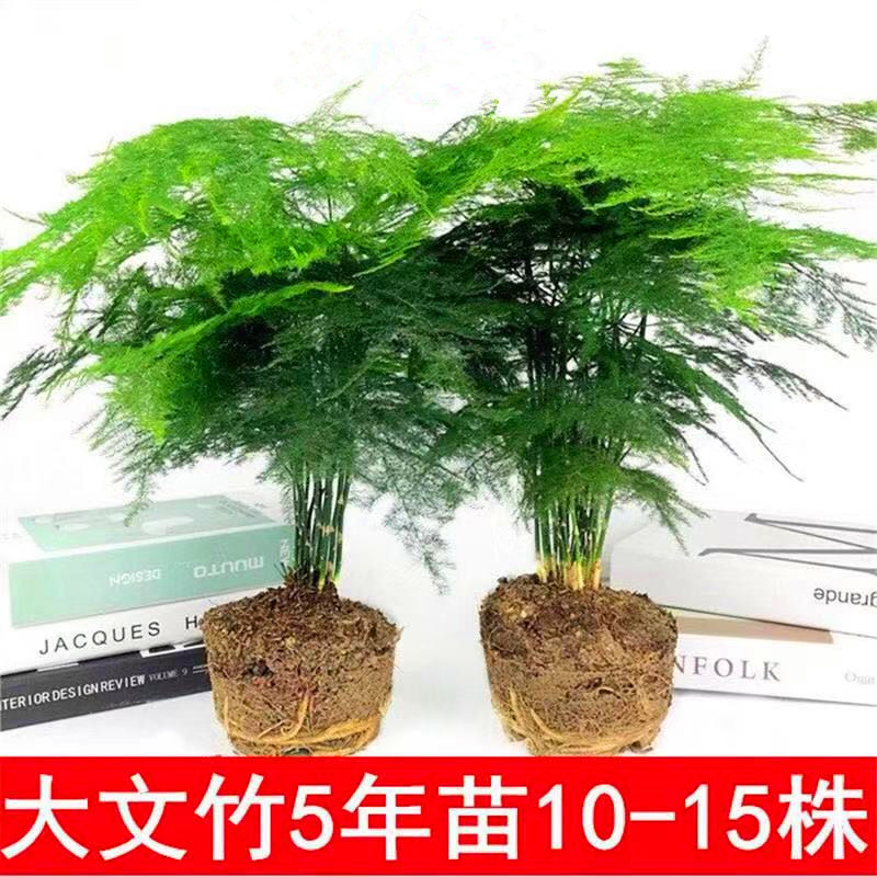 文竹盆栽花卉室内植物办公桌面绿色吸甲醛四季常青观叶好物盆景!
