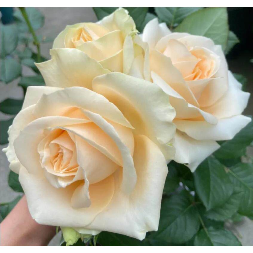 蜜桃雪山月季花特大苗花浓香开花奶黄色四季盆栽花卉植物玫瑰庭院