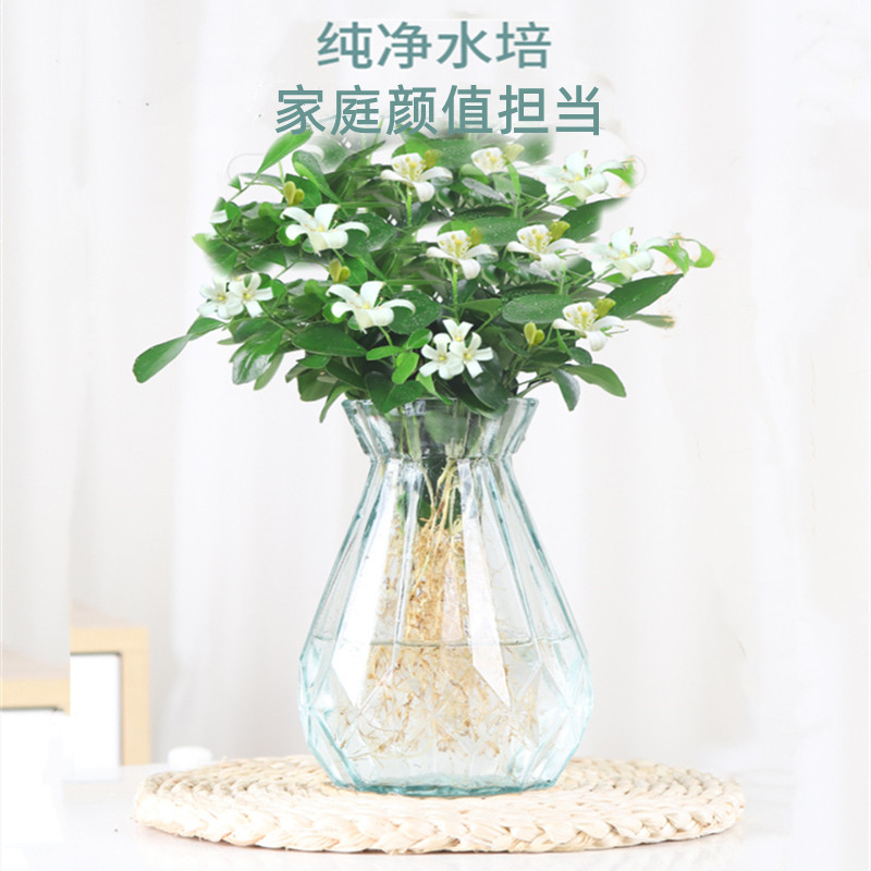 水培九里花卉香绿盆栽植浓香四季花驱蚊驱虫植物室内阳台净化空气