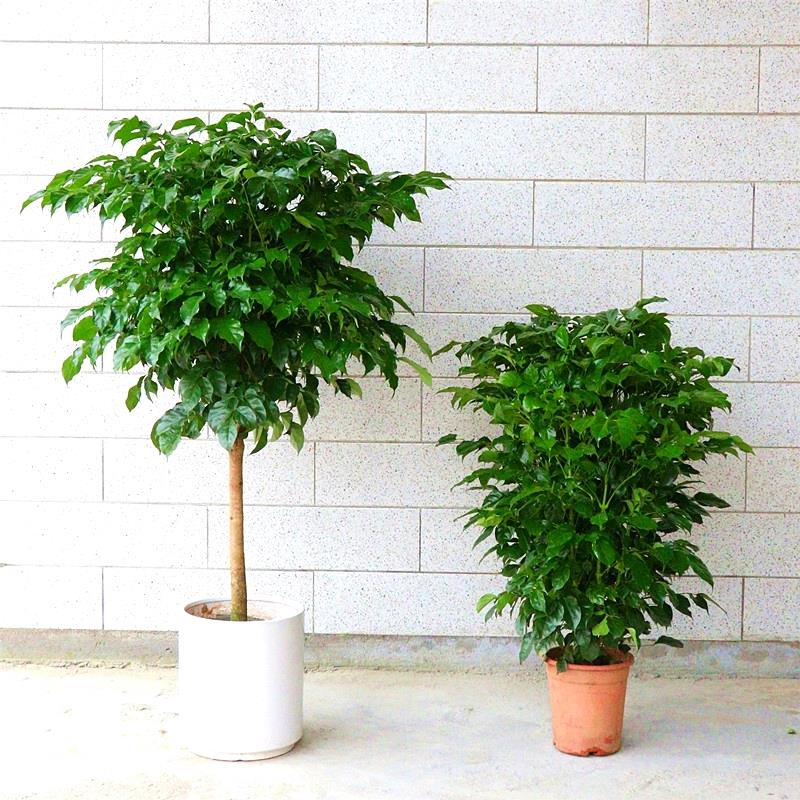 幸福树盆客厅室内栽大型植物平安树发财树办公室花卉大小型盆景