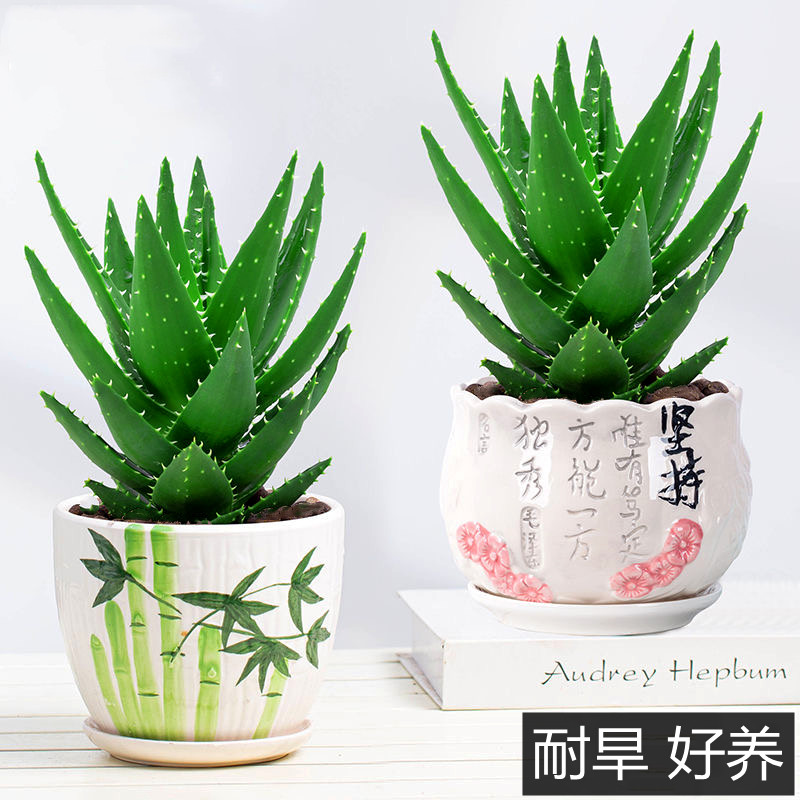 不夜城芦阳盆栽花卉荟台桌面四季防辐射吸甲醛绿植多肉植物小盆栽