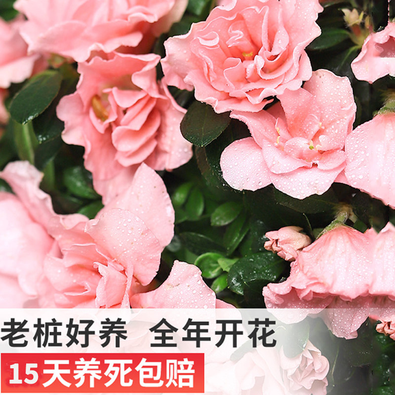 杜鹃花盆花卉植物栽室内花带苞大颗老桩四季开花鲜花好养易活绿植