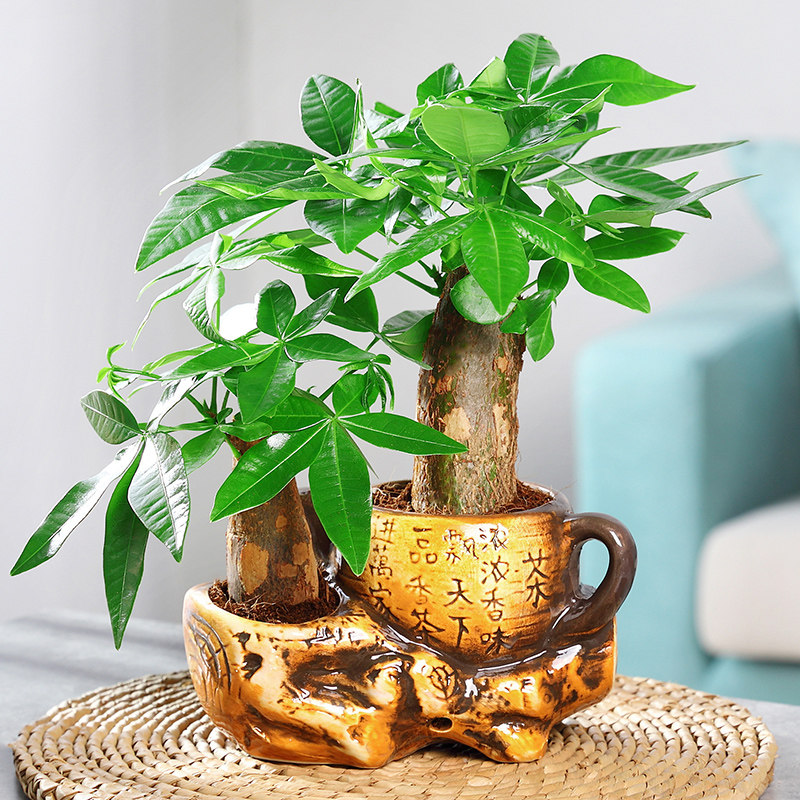 发财树盆花栽植物室内卉水培大发财树苗客厅桌面小盆景招财树绿植