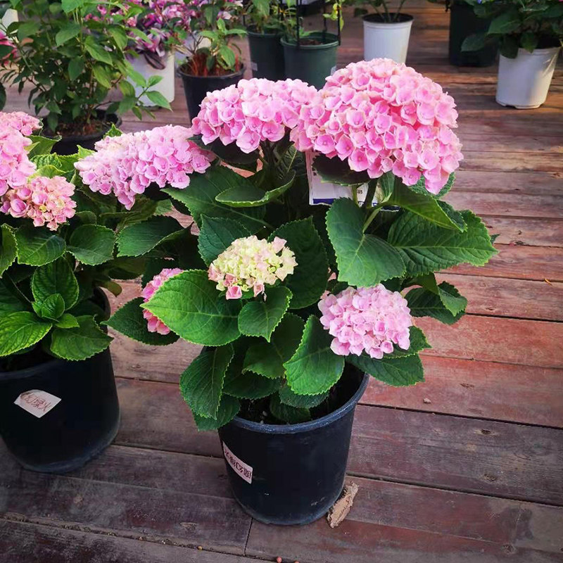 绣球花盆圆锥栽带花苞万华镜四季开花花卉植物室内无尽夏绣球花苗