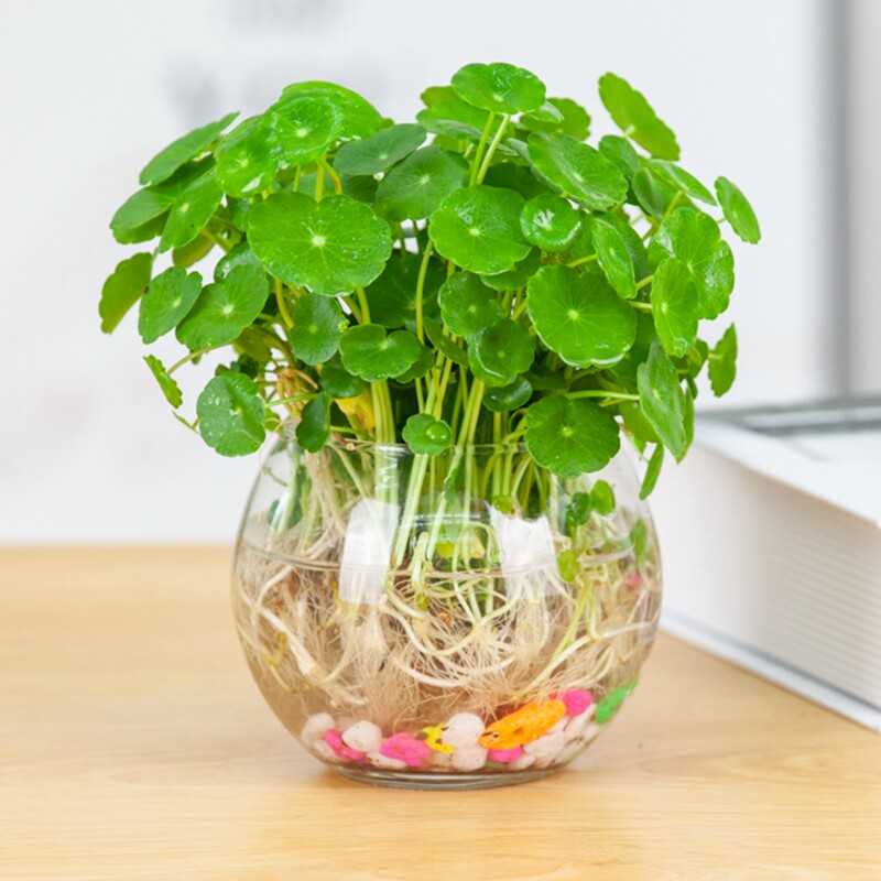 铜钱草水植物水养培办公室盆栽金钱草苗大叶花卉室内外花创意绿植