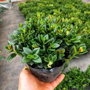耐寒植物鱼花金吊聚财兰多肉植物室内花卉绿植盆栽发财树四季好养