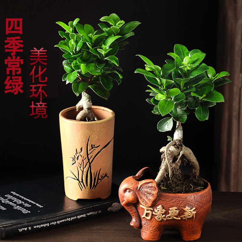四季常青耐寒造型榕树树桩盆景苗室内植物人参榕小叶榕树盆栽绿植