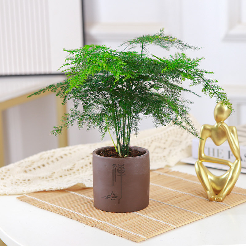 盆栽室内小富贵竹盆栽水培绿植物花卉发财树盆景四季常青客厅桌面