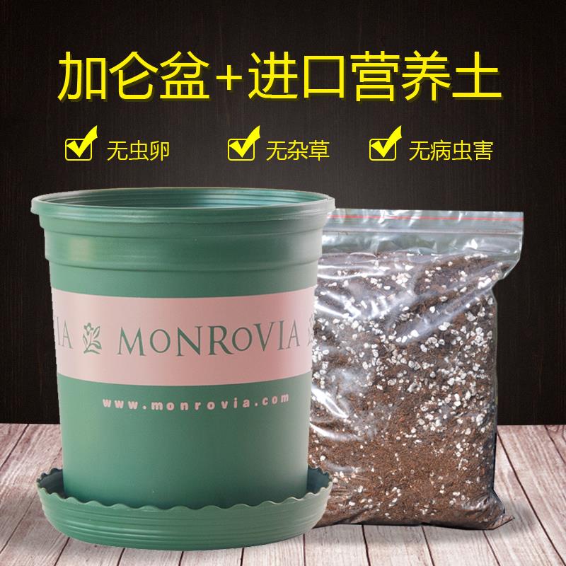 加仑盆和营养123土加仑矮胖塑料花盆进口泥炭椰糠多肉月季绣球