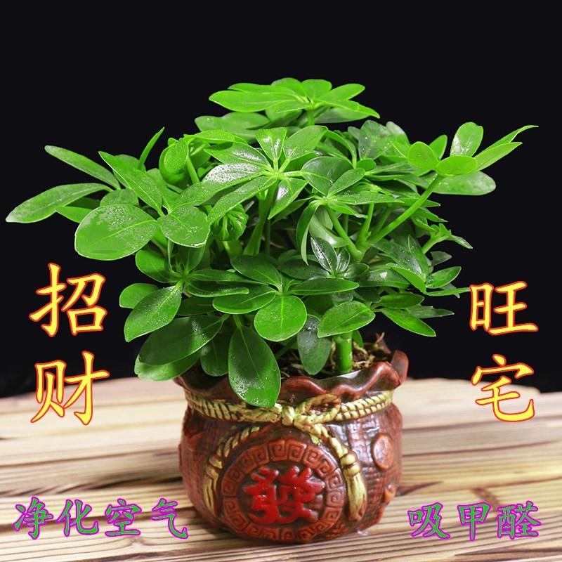 七叶莲花盆栽属栽水养虎树水培新宠植物七叶连八方来财绿植
