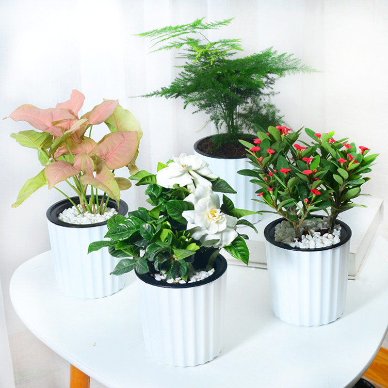 绿萝发财室内净盆栽树化空气桌面水培植物栀子花文竹富贵竹花卉
