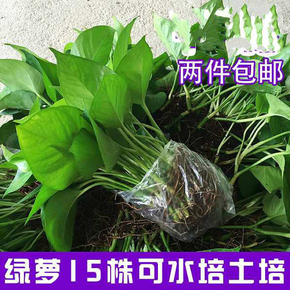 绿萝水培土培办公散苗室新房四季常青绿箩植物盆栽吊兰花卉包邮
