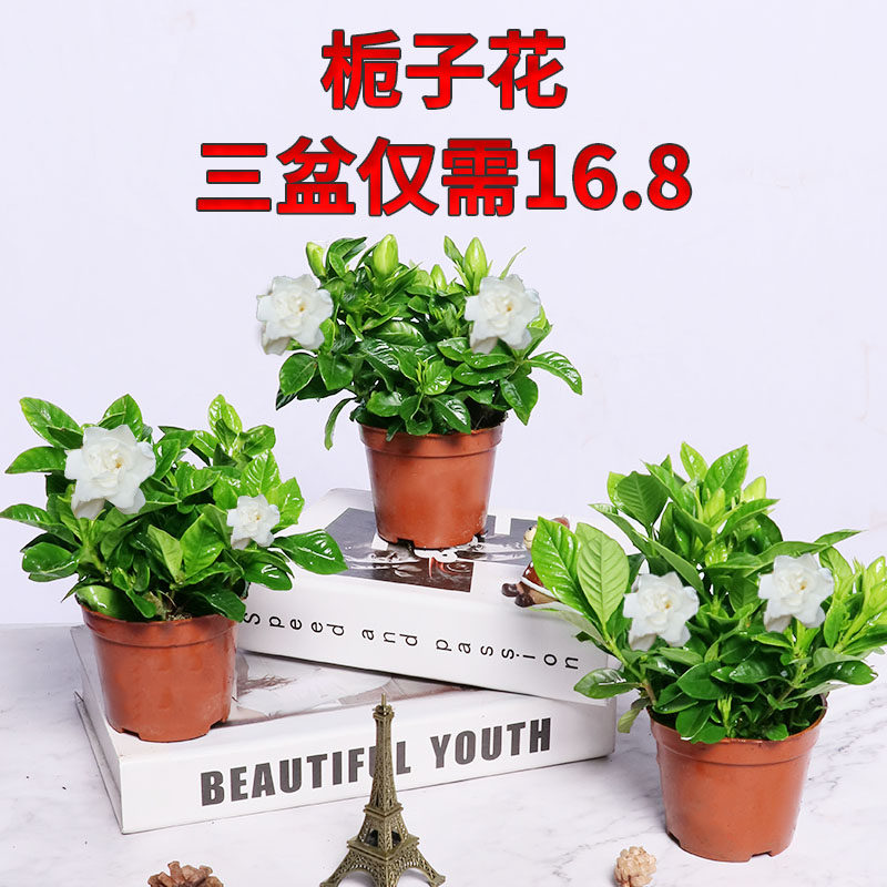 大叶栀子水四季花开花培观花植物阳台庭院桌面室内花卉盆栽