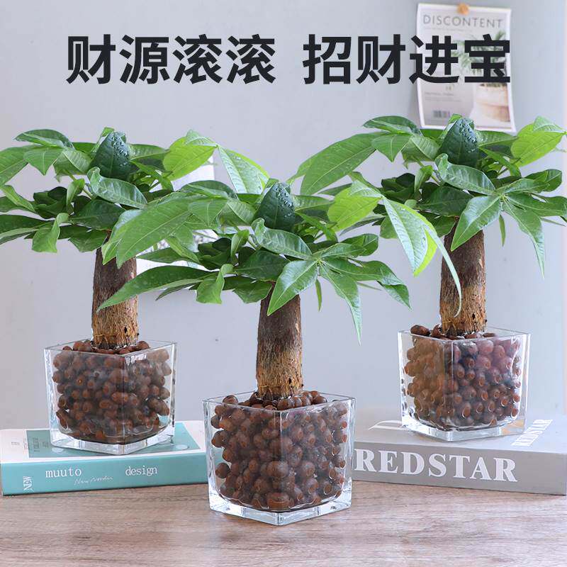 发财树盆植物室内办栽公室好养绿植水培小盆栽客厅大盆景四季常青