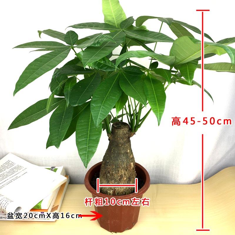 发财树盆独杆栽大辫子发财树四季常青招财室内客厅大中型绿植盆栽