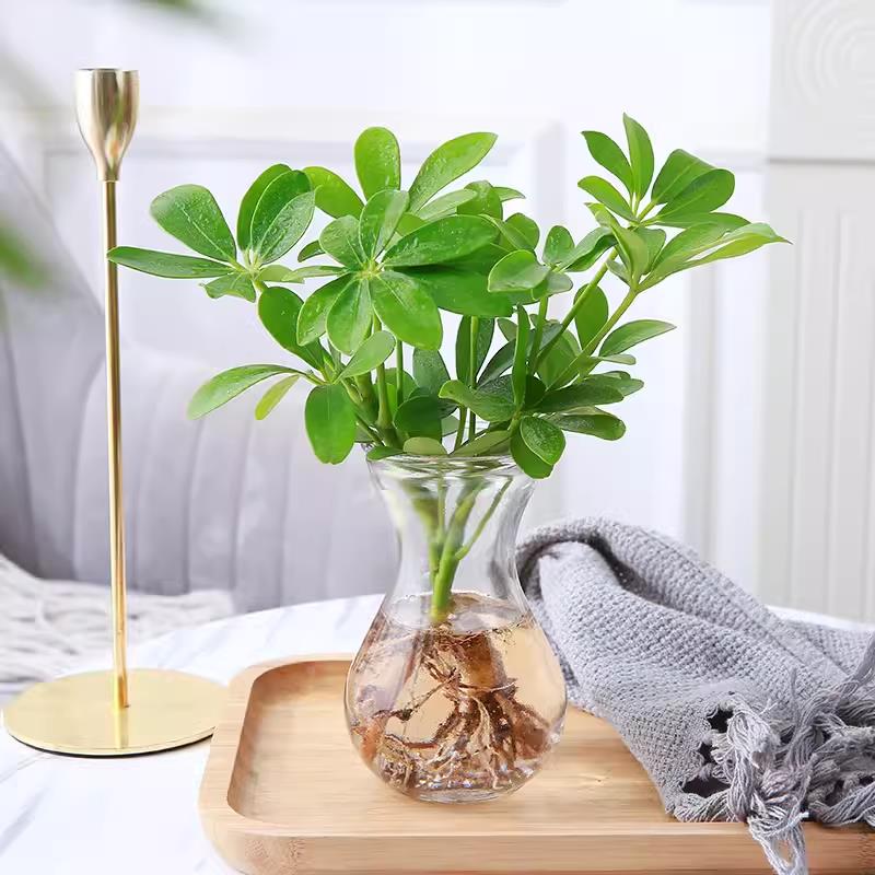 水培植物木绿盆栽鸭脚植八方来财七叶莲室内花卉苗吸甲醛净化空气