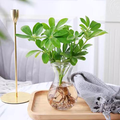 水培植物木绿盆栽鸭脚植八方来财七叶莲室内花卉苗吸甲醛净化空气