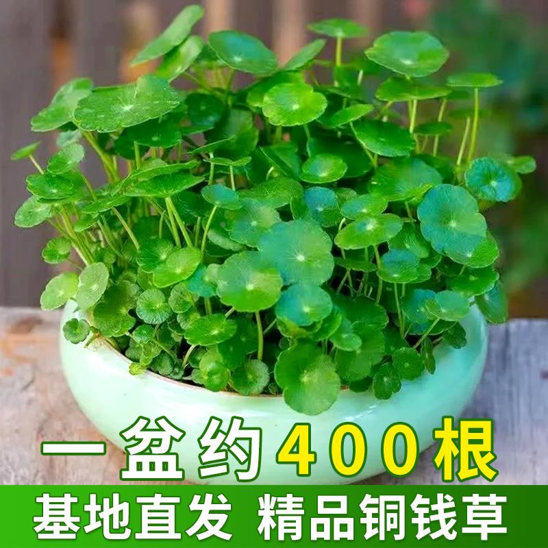 四季好养草水铜钱培盆栽植物办公室内桌面小绿植花卉水养金钱草籽