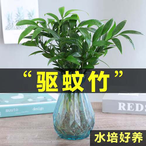 水培驱蚊竹柏水富贵竹养植物室内驱蚊草绿植花卉盆栽四季常青