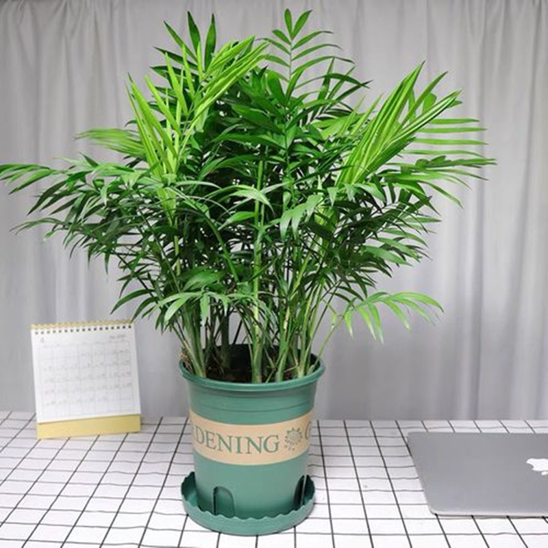 袖珍椰子小盆栽树绿植客厅办公室内包成活椰子观叶吸甲醛植物包邮