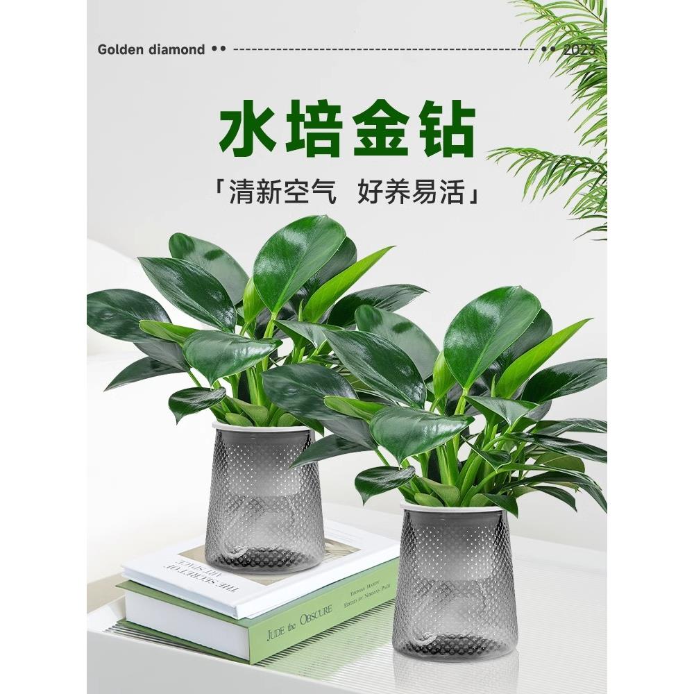 金钻盆栽室内水培植物耐阴绿植桌面净化空气绿公主好养绿萝吸甲醛